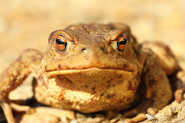 Image showing portrait of curious funny brown toad