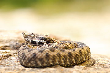 Image showing small Vipera ammodytes on a stone