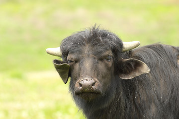 Image showing juvenile domestic black bull portrait