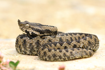 Image showing juvenile sand viper resting on a rock