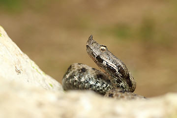 Image showing close up venomous european snake crawling on rock