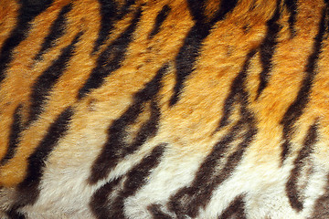 Image showing detailed tiger colorful pelt