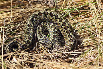 Image showing meadow viper hiding in natural habitat