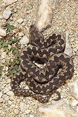 Image showing Vipera ammodytes basking on natural habitat