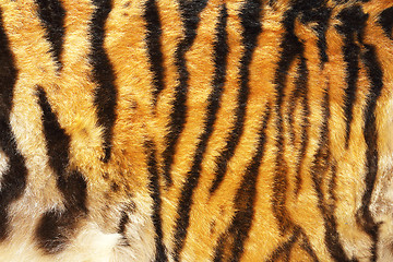 Image showing pattern of siberian tiger