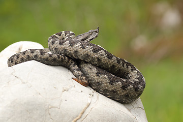 Image showing dangerous european viper standing on a stone