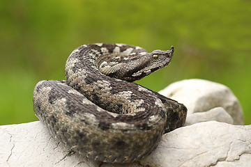 Image showing beautiful nosed viper on a rock