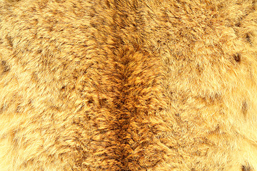 Image showing eurasian lynx real hair texture