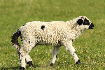 Image showing white lamb on green meadow