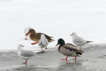 Image showing hungry wild birds in winter