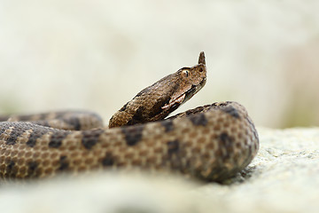 Image showing close up portrait of horned adder