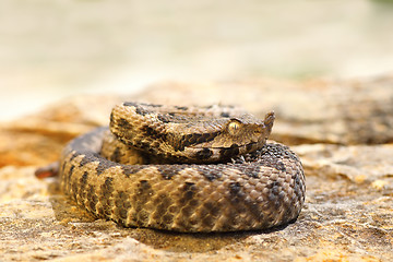 Image showing young venomous snake standing on stone