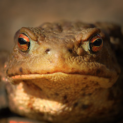Image showing abstract portrait of common brown frog