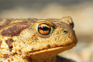Image showing portrait of ugly common brown toad