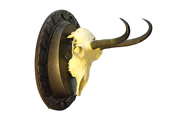 Image showing chamois hunting trophy mounted on wooden plate