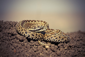 Image showing close up of male hungarian meadow adder