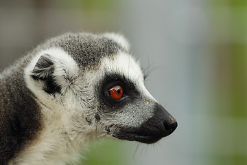 Image showing portrait of ring tailed lemur