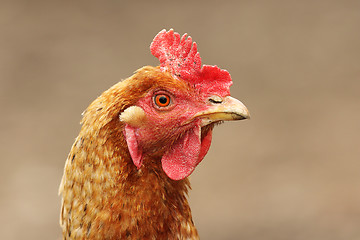 Image showing portrait of domestic hen