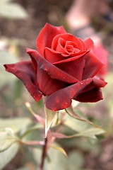 Image showing single red rose
