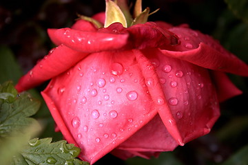 Image showing red rose