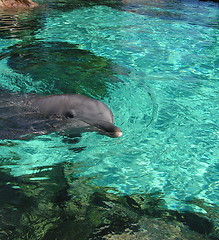 Image showing dolphin