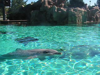 Image showing dolphin