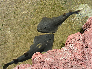 Image showing skates