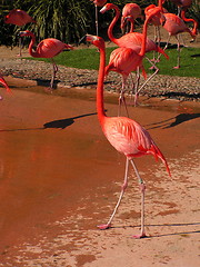 Image showing flamingos