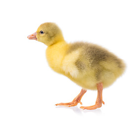 Image showing Cute newborn gosling