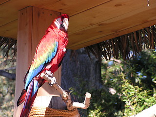 Image showing red parrot