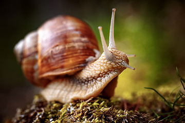 Image showing Helix pomatia also Roman snail, Burgundy snail