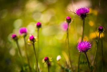 Image showing Abstract background of Alpine flowers. Milk Thistle in Alpine me