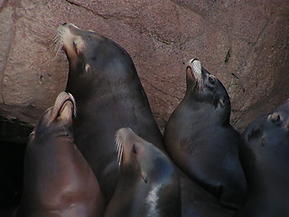 Image showing group of sealions