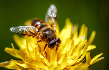 Image showing Wasp collects nectar from flower crepis alpina