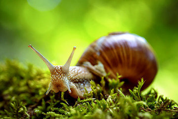 Image showing Helix pomatia also Roman snail, Burgundy snail