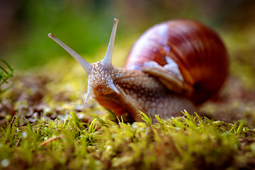 Image showing Helix pomatia also Roman snail, Burgundy snail