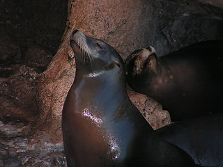 Image showing two sealions