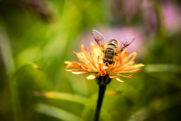 Image showing Wasp collects nectar from flower crepis alpina