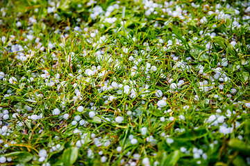 Image showing Hail on the grass