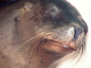 Image showing sealions face