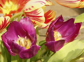 Image showing flowers of spring