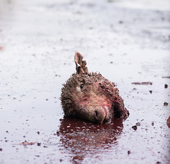 Image showing Sheep's head on the ground