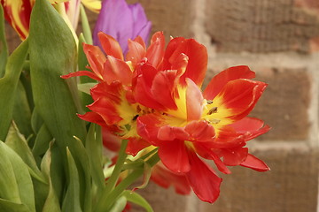 Image showing flowers of spring