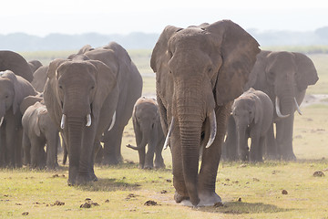 Image showing Herd of wild elephants in Amboseli National Park, Kenya.