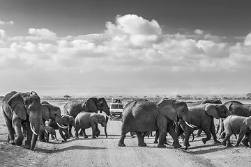 Image showing Herd of big wild elephants crossing dirt roadi in Amboseli national park, Kenya.