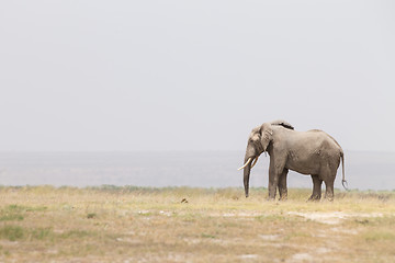 Image showing Herd of wild elephants in Amboseli National Park, Kenya.