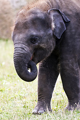 Image showing Head of elephant (Asian or Asiatic elephant)