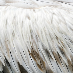 Image showing Bird feathers