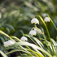 Image showing Snowflake plant (snowbell, dewdrop)