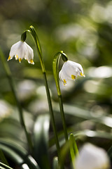 Image showing Snowflake plant (snowbell, dewdrop)